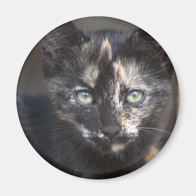 Tortoiseshell Kitten Magnet (Front)