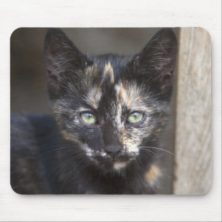 Tortoiseshell Kitten Mouse Pad