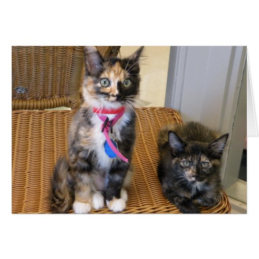 Tortoiseshell Kitties Cards (Front Horizontal)