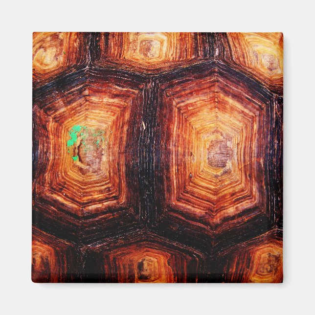 Tortoiseshell Magnet (Front)