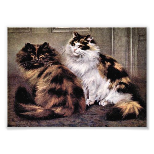 Tortoiseshell Persian Cats Art Photo Print