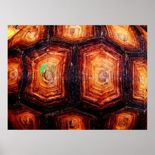 Tortoiseshell Poster (Front)