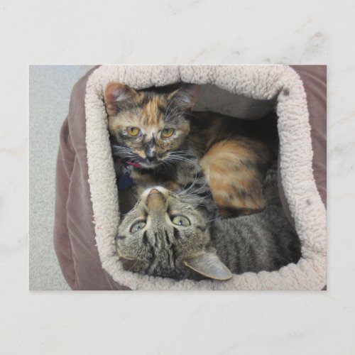 Tortoiseshell  Tabby Cats Postcard