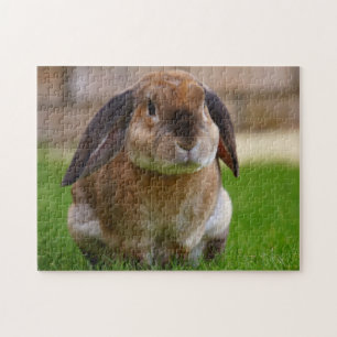 Tortoiseshell Velveteen Holland Lop Bunny Rabbit Jigsaw Puzzle