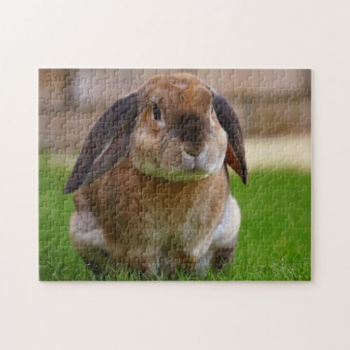 Tortoiseshell Velveteen  Holland Lop Bunny Rabbit Jigsaw Puzzle