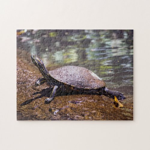 Tortuguero _ Yellow_bellied slider Turtle Jigsaw Puzzle