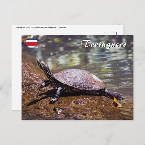 Tortuguero _ Yellow_bellied slider Turtle Postcard
