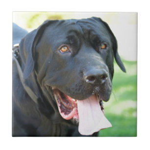 Tosa Inu Dog Tile