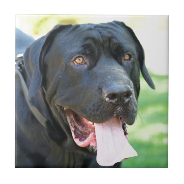 Tosa Inu Dog Tile (Front)