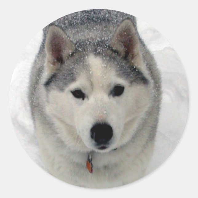 Total Adoration Classic Round Sticker (Front)