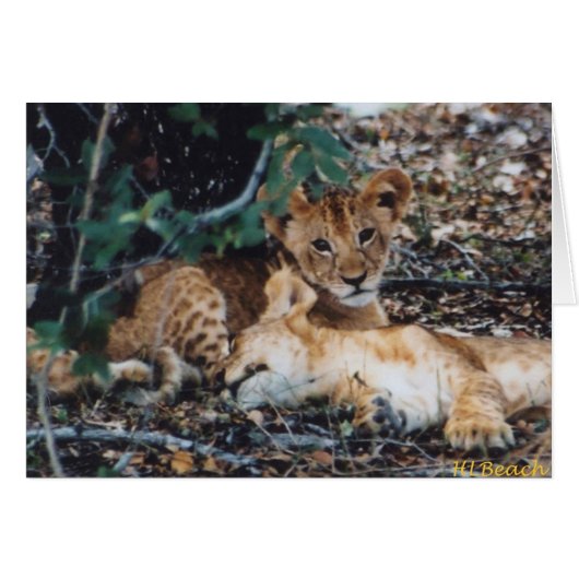 Toto Simbas (Baby Lions) Cards (Front Horizontal)