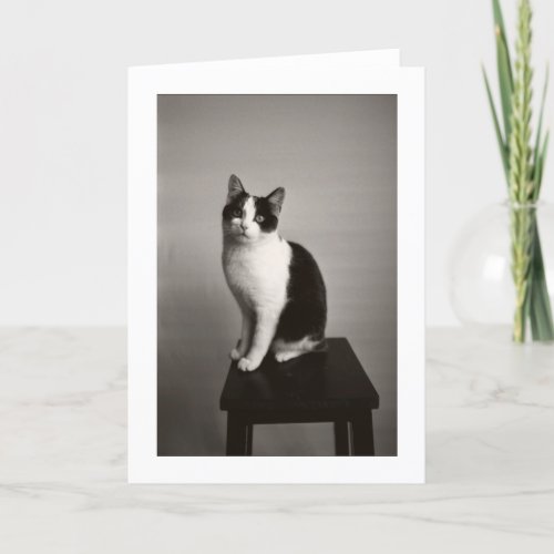 TOTO The Cat greeting Card