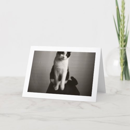 TOTO The Cat Horizontal Greeting Card