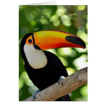 Toucan by wildlifecollection at Zazzle