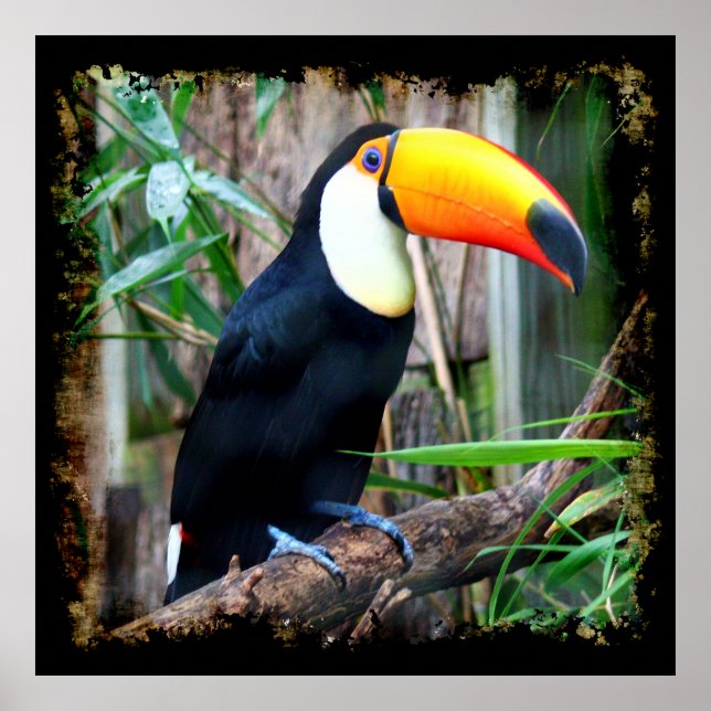 Toucan 5A Poster (Front)