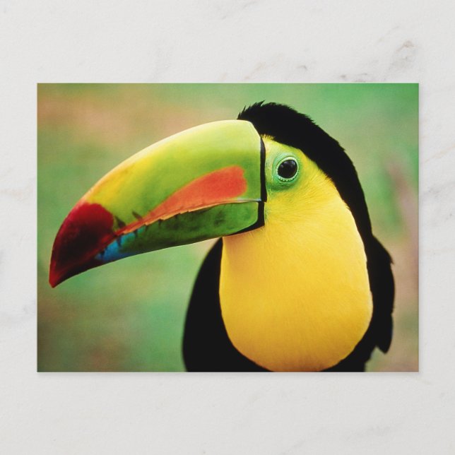 Toucan Bird Wild Nature Colorful Photography Postcard (Front)