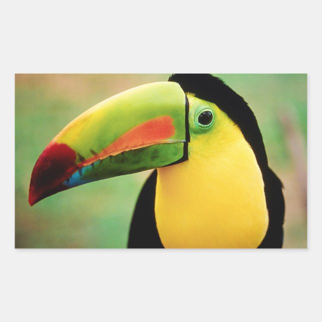 Toucan Bird Wild Nature Colorful Photography Rectangular Sticker (Front)