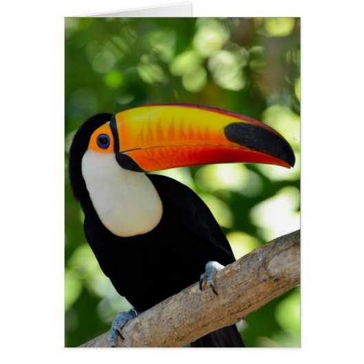 Toucan Cards (Front)