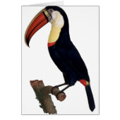 Toucan Cards (Front)