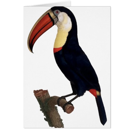 Toucan Cards (Front)