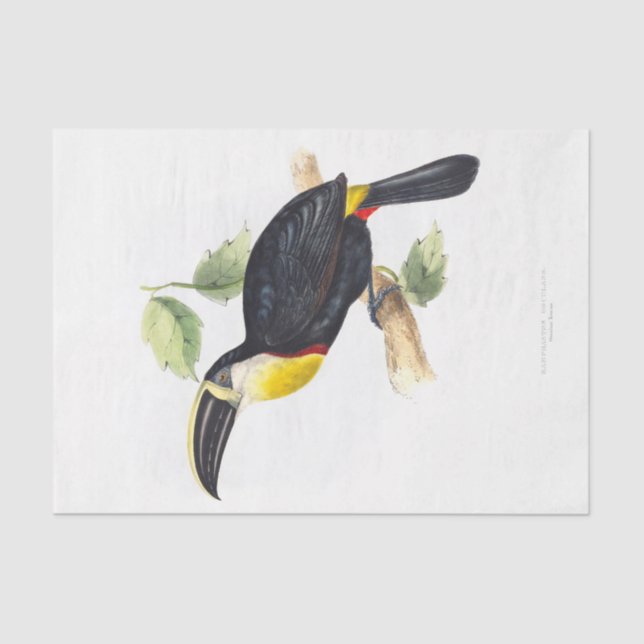 Toucan  Decoupage Tissue Paper (Front)