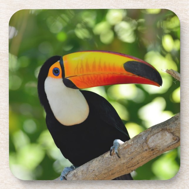 Toucan Drink Coaster (Front)