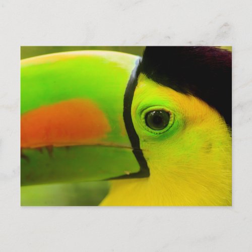 Toucan face close up Belize Postcard