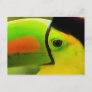 Toucan face close up, Belize Postcard