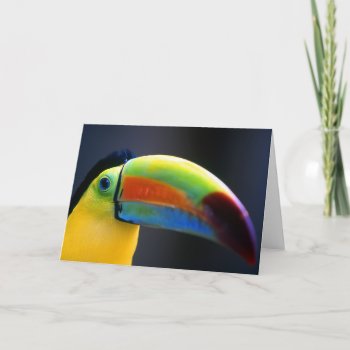 Toucan-greeting Card by rgkphoto at Zazzle