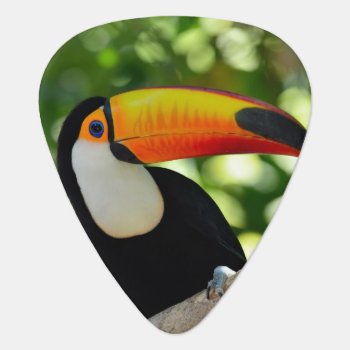 Toucan Guitar Pick by wildlifecollection at Zazzle