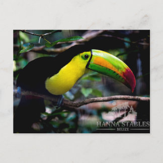 Toucan in Belize Postcard