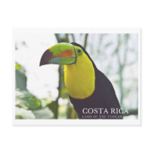 Toucan in Costa Rica souvenir postcard