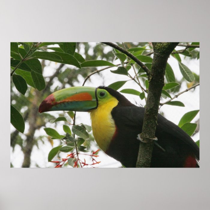 Toucan in the Jungle Poster