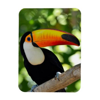 Toucan Magnet by wildlifecollection at Zazzle
