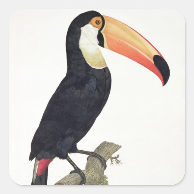 Toucan No.2, from 'History of the Birds of Paradis Square Sticker (Front)