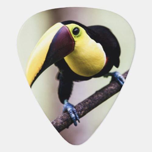 Toucan of Costa Rica Guitar Pick