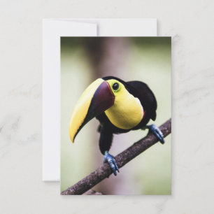 Toucan of Costa Rica Thank You Card