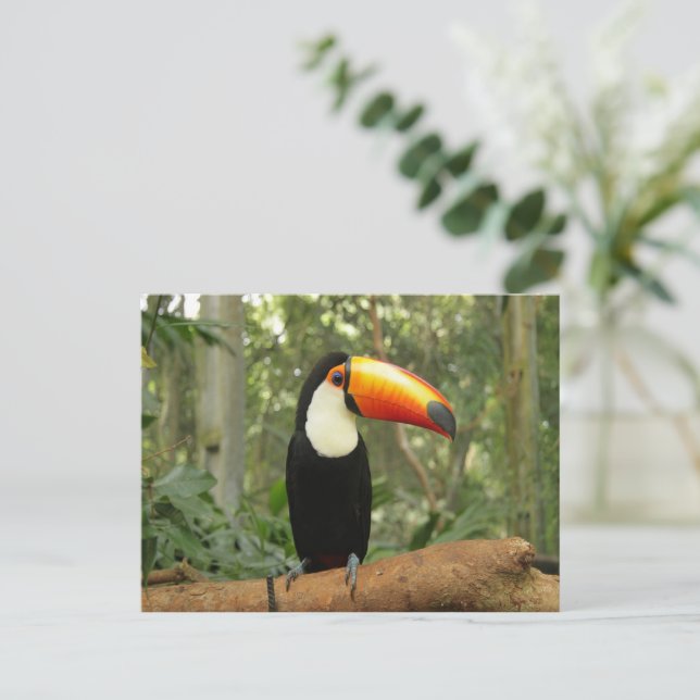Toucan on tree branch postcard (Standing Front)
