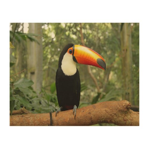 Toucan on tree branch wood wall art