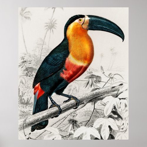 Toucan Ramphastos Illustration Vintage Art Print