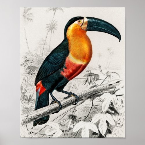 Toucan Ramphastos Illustration Vintage Art Print