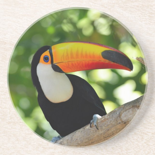 Toucan Sandstone Coaster (Front)
