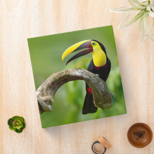 Toucan sitting on the branch in the forest 3 ring binder