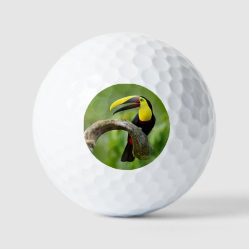 Toucan sitting on the branch in the forest golf balls
