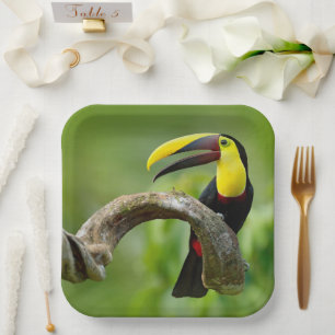Toucan sitting on the branch in the forest paper plates