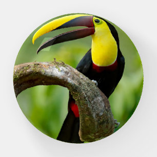 Toucan sitting on the branch in the forest paperweight