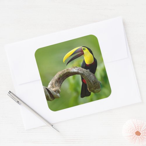 Toucan sitting on the branch in the forest square sticker