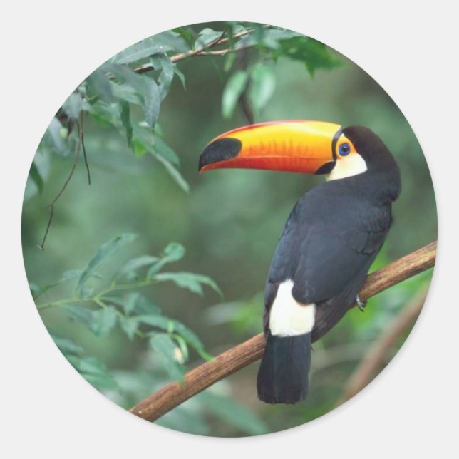 Toucan Sticker (Front)