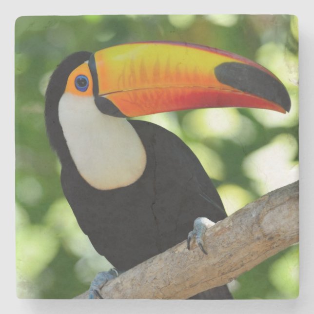 Toucan Stone Coaster (Front)