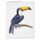 Toucan, tropical bird (Front)